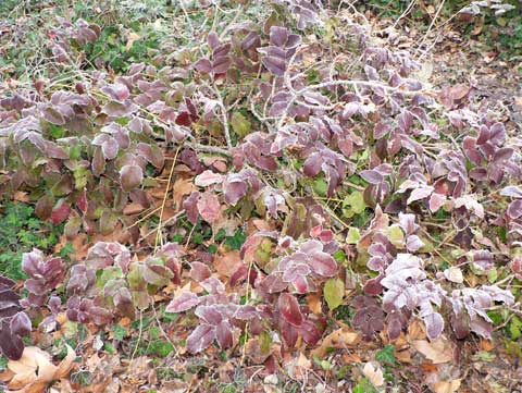 feuilles givrées.JPG